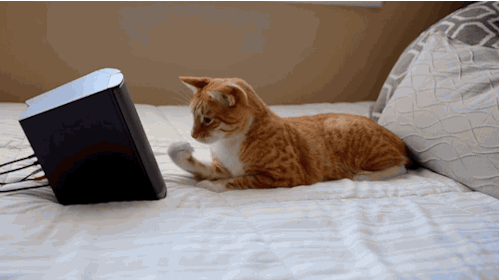 refinery29:Music For Cats Is Real And It’s The Purr-fect Way To Win Over Your FelineTeie, a cellist 