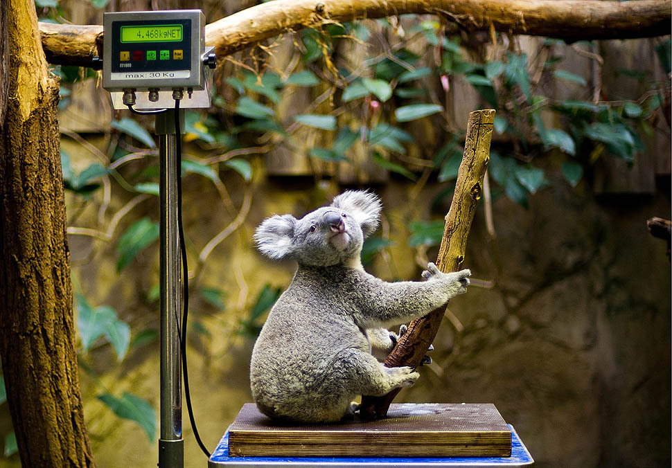 Koala Vobara sits on a scale at the zoo in Duisberg, Germany, during the annual inventory of the zoo’s animals (Photo by Jan-Philipp Strobel/EPA via Framework)