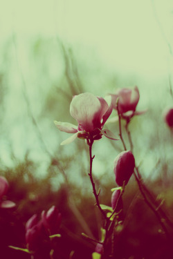 floralls:  (by ►i.Anton) 