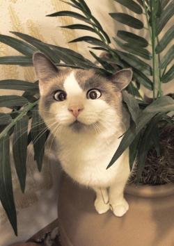 awwww-cute:  My coworkers cross-eyed cat