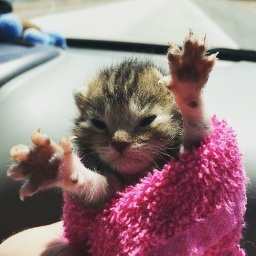 thevespermoon:This baby wants you to check out @kittydevorerescue and sign up to volunteer. Meow.