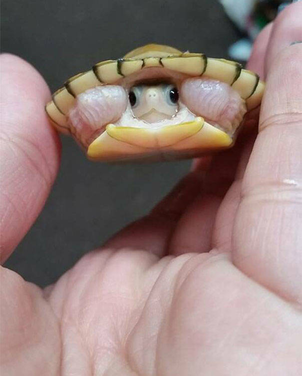 blazepress:  Shy baby turtle.