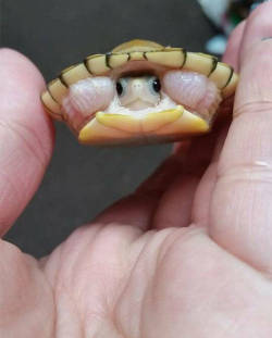 Blazepress:  Shy Baby Turtle.
