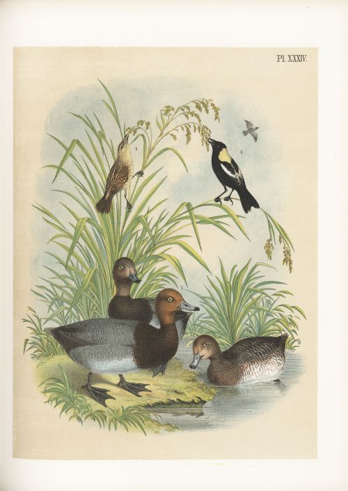 Selections from Studer’s popular ornithology v.01, 1878. 