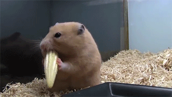 sizvideos:  Watch the video of this hamster eating corn  Dude&hellip;. take a