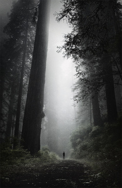 dirtytwiztidmomma:  jollyrogers777:  Walking among giants….  Very very old and wise giants…
