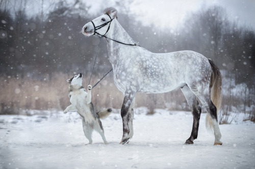 Friendship Between a Horse And a Malamute captured by Svetlana Pisareva 