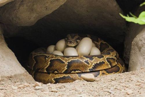 typhlonectes:Indian Python (Python molorus)Found in the lower half of the Asian continent, Indian py