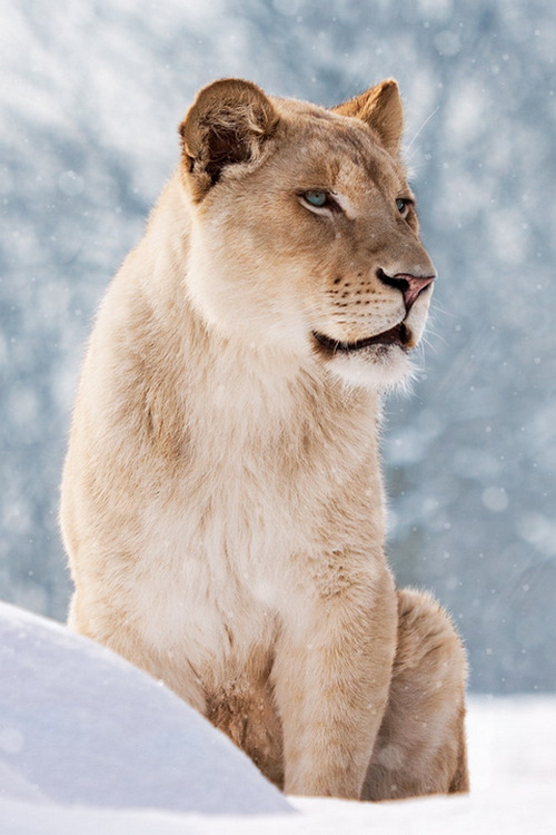 wonderous-world:  Snow Lion by Tetyana Kovyrina 