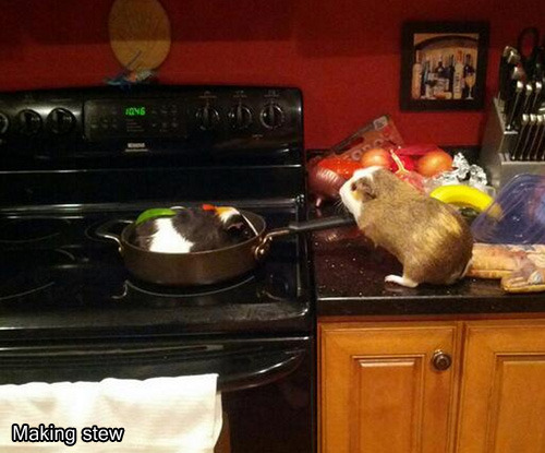 juliagazdag:
“ the-legend-of-appa:
“ camwhoreconfessional:
“ fghtffyrdmnsx:
“ oh my god
”
best.ever.
”
is that another guinea pig in his stew?
”
He’s making Stew. That’s how you make friends.
”
jamiebones!!!