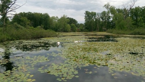 Some Swans and their babies. I took this after I was done at work at some dock near there.