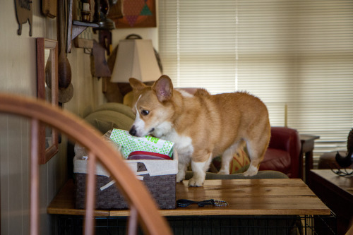 otisthecorgi:  When he thinks we aren’t paying attention, Otis will try to get into his treat basket.  