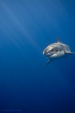 flowerling:  Great White Shark Sun Rays |