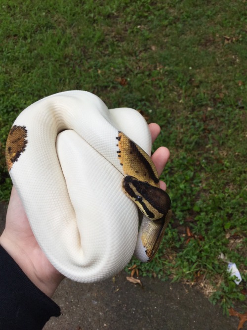 snoodlysneks: My beautiful queen .