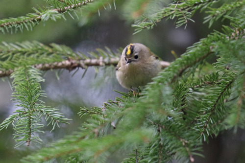 michaelnordeman:Goldcrest/kungsfågel. 