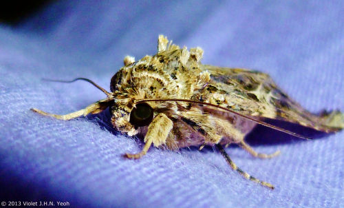 Lunar Underwing Moth.