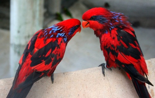 the-golden-paw: grooming-tails: greenmuffinofdoom: sixpenceee: These blue-streaked lories are so vib
