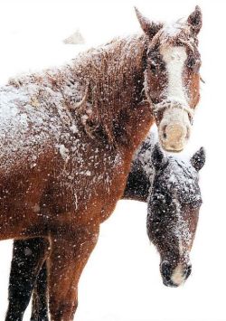 Frosted friends