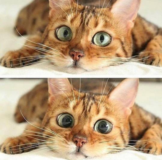 This cute kitty and her pretty eyes! (via)