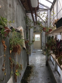 plantsarefriendssometimesfood:au greenhouse