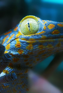 earth-song:  Gekko gecko by ~shinofour 