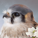 ordinaryredtail avatar