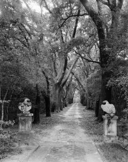 hauntedgardenbook:  Photograph by Frances