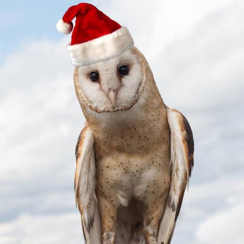 Whisper is here to wish everyone happy holidays! Hope Santa-owl brigs you all lots of goodies this y