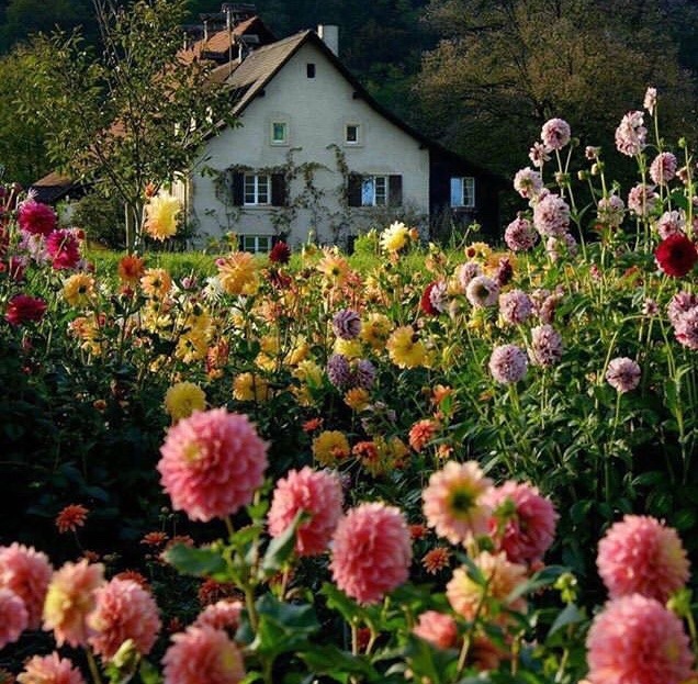 sapphocottagecore:  