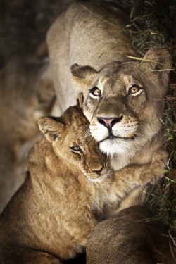 earthandanimals:  Lion Love by Riaan Fourie