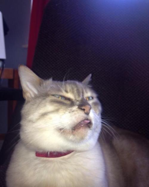 Porn photo pleatedjeans:  24 Cats Caught Mid-Sneeze