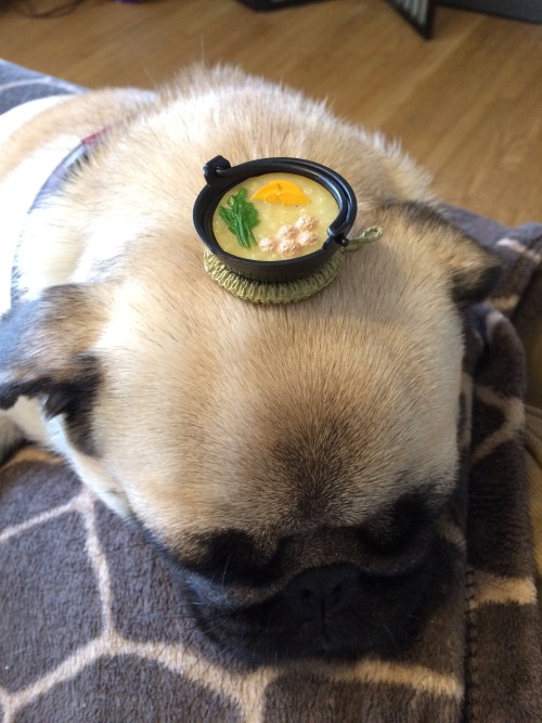 wombatarama: pug with hotpot