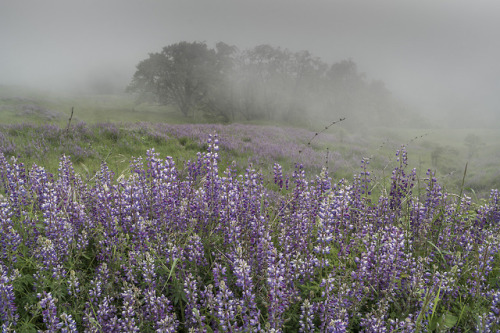Bald Hills Spring by The Northcoast Photographerwww.northcoastphotographer.net