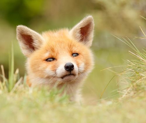 everythingfox:WotPhoto by Roeselien Raimond