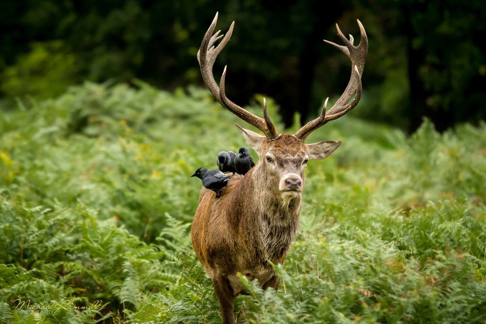 feather-haired:Stag and Crows by Michael Rammell ❁