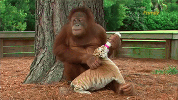 oldmissbunny:  sizvideos:    Orangutan Babysits Tiger Cub  Video  this is just so