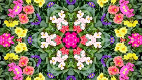 Market Stall Polyanthus - with kaleidoscopic variations.