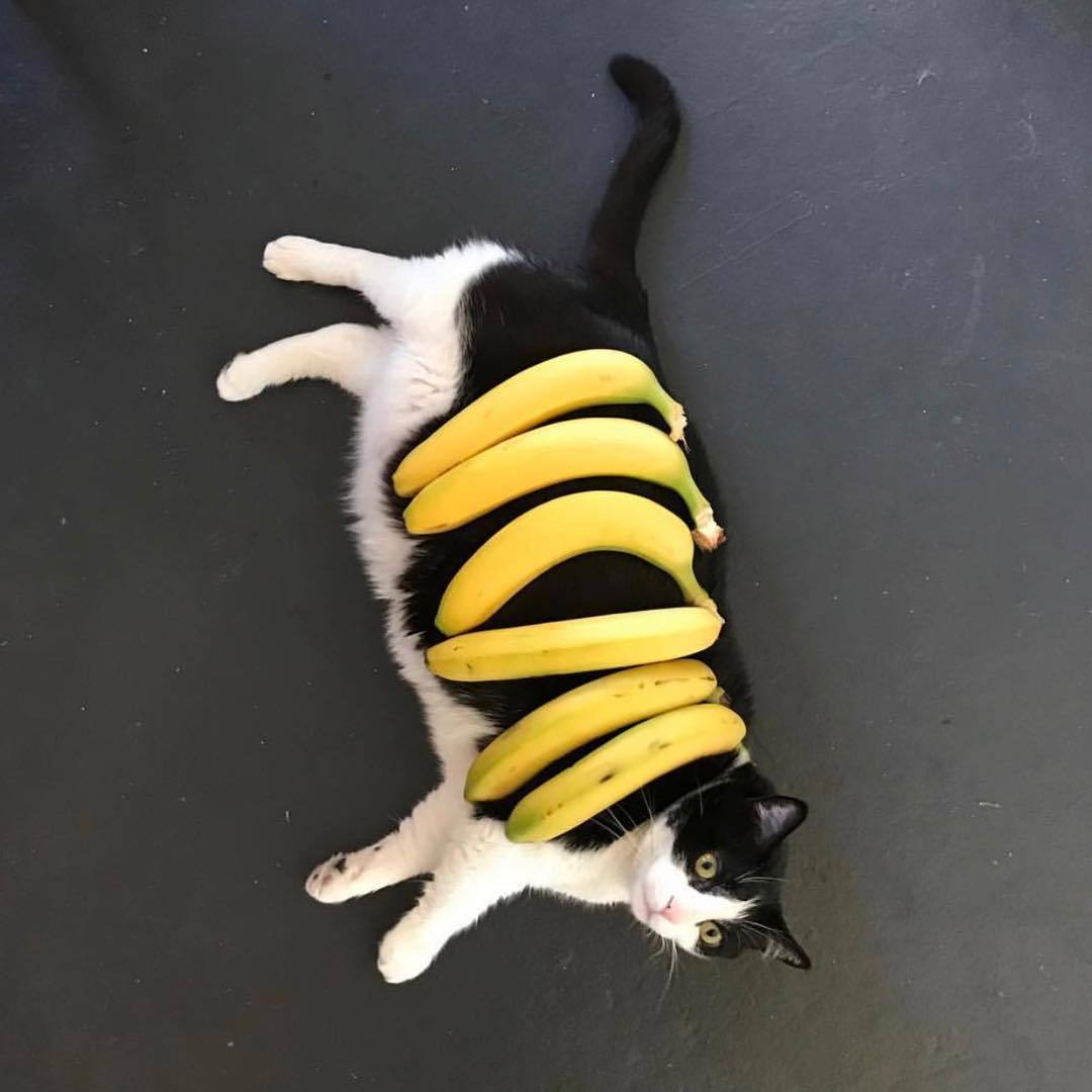 mostlycatsmostly: coolcatgroup:  teathattast:       death by banana   @mostlycatsmostly