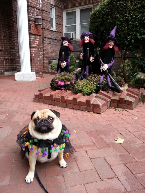 mypugobsession:   Bella and the witches of Jackson Heights NY