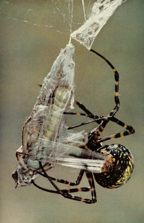 vintagenatgeographic: A garden spider wraps a grasshopper in a shroud of silk National Geographic | 