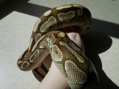 the-long-dog: Felix just shed! He is approaching 3 years old and I would be lying if I said he wasn&