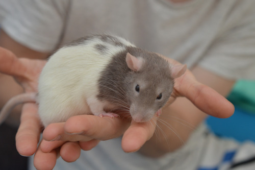 Hello Tumblr, we need homes~! These six boys are available for adoption in the Melbourne, Victoria r