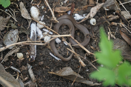 Went herping with a local friend this past weekend and had some nice finds. Spotted an adorable litt