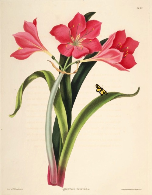 Priscilla Susan Bury (or Mrs. Edward Bury), A Selection of Hexandrian Plants, Belonging to the Natur