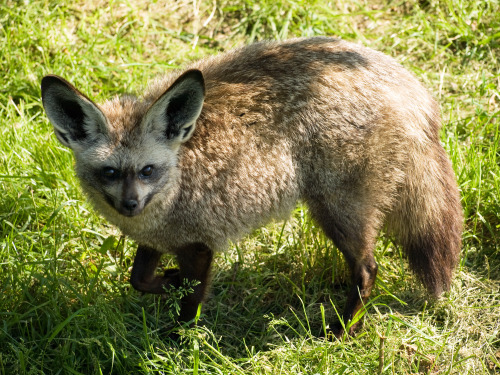 Bat-Eared FoxNamed for it’s large ears, the bat-eared fox is a canid species that inhabits open plai