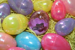 froglogblog:Hoppy Easter from the frog blog.