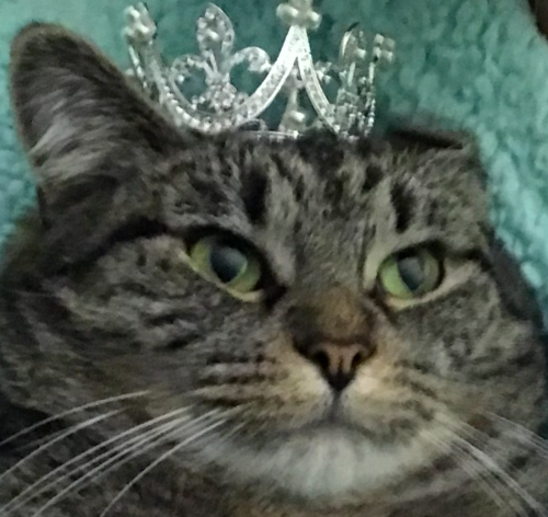wizardtwins: coolcatgroup:  wizardtwins:  master-of-pocket-worlds:  wizardtwins: who is she who?  i dont know thats why im asking  Here she is Her name is Princess Tigerbelle.   oh!!!!! she!!! 