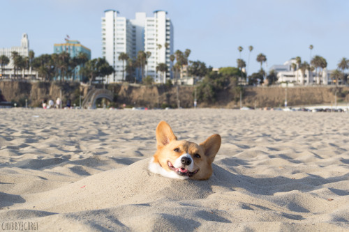 chubbythecorgi:Buried… at Santa Monica Beach!