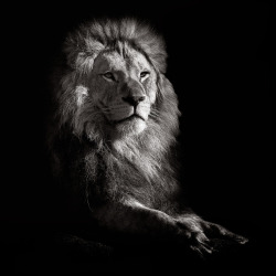 morethanphotography:  The King B&W by