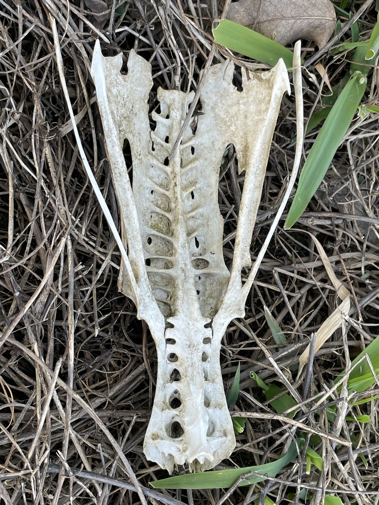 Bone Identification